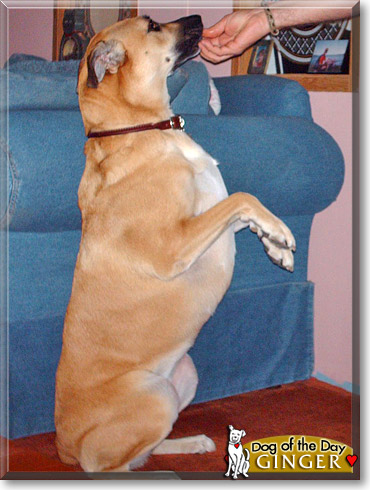 Ginger, the Dog of the Day Ginger, the Dog of the Day