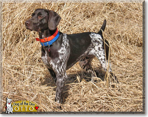 Otto, the Dog of the Day