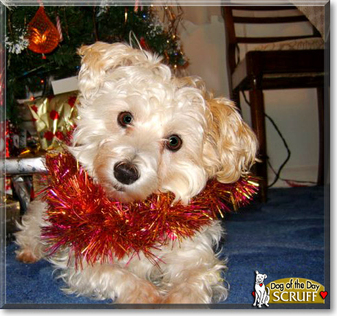 Scruff, the Dog of the Day