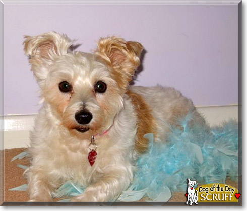 Scruff, the Dog of the Day