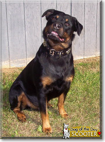 Scooter, the Dog of the Day