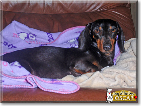 Oscar, the Dog of the Day