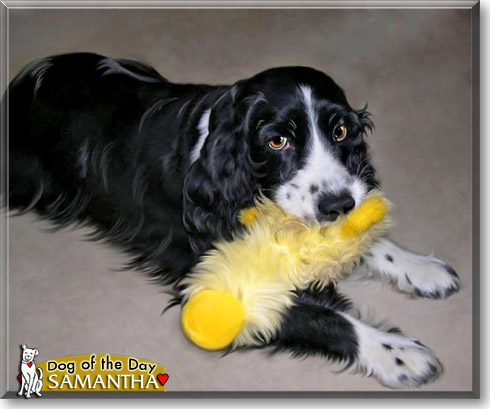 Samantha, the Dog of the Day