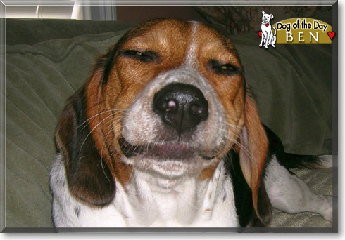 Ben, the Dog of the Day
