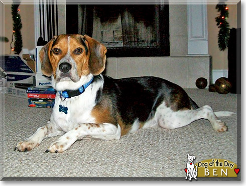 Ben, the Dog of the Day