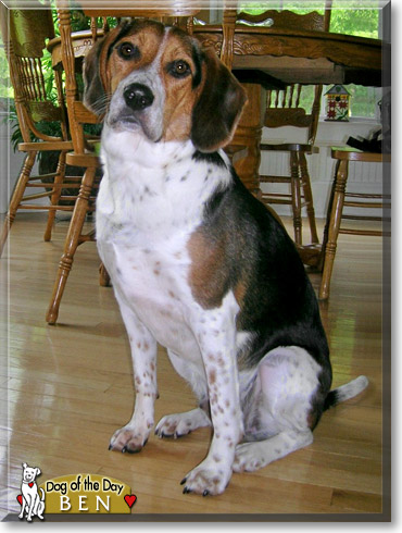 Ben, the Dog of the Day