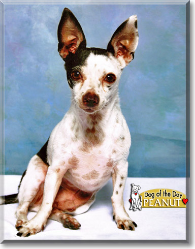 Peanut, the Dog of the Day