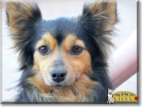 Kirby, the Dog of the Day