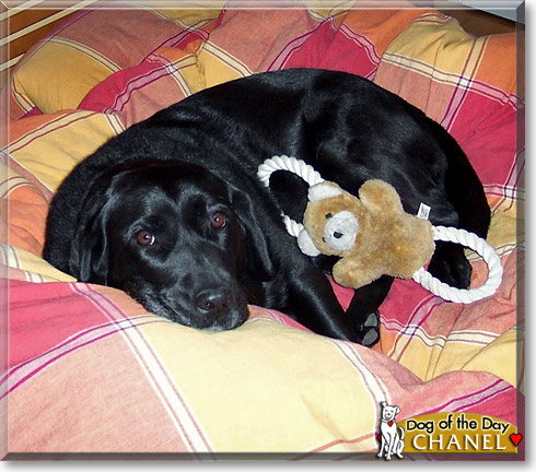 Chanel, the Dog of the Day