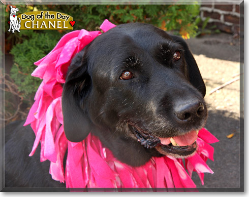 Chanel, the Dog of the Day