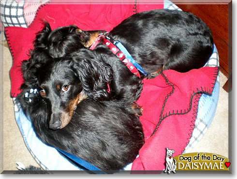 DaisyMae, the Dog of the Day