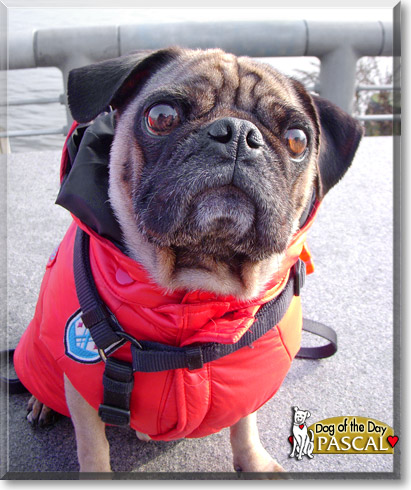 Pascal, the Dog of the Day