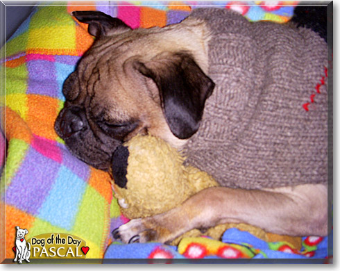 Pascal, the Dog of the Day