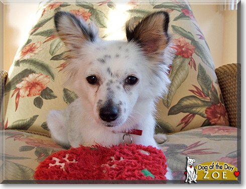 Zoe, the Dog of the Day