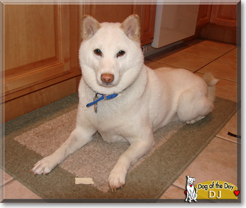 DJ, the Dog of the Day
