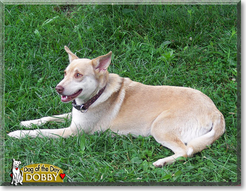 Dobby, the Dog of the Day Dobby, the Dog of the Day