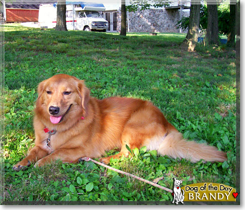Brandy, the Dog of the Day