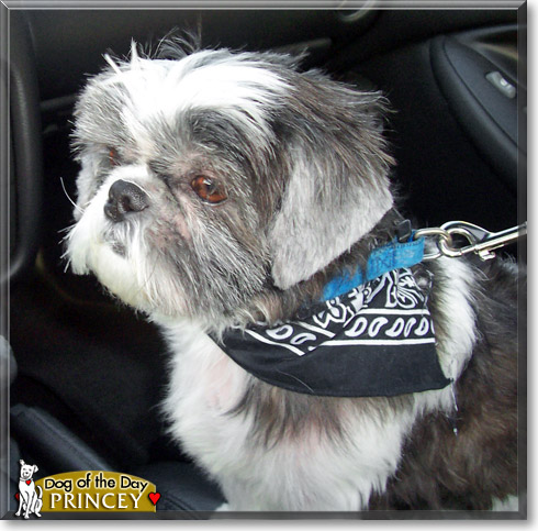 Princey, the Dog of the Day Princey, the Dog of the Day