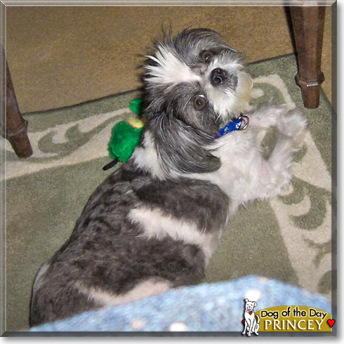 Princey, the Dog of the Day Princey, the Dog of the Day