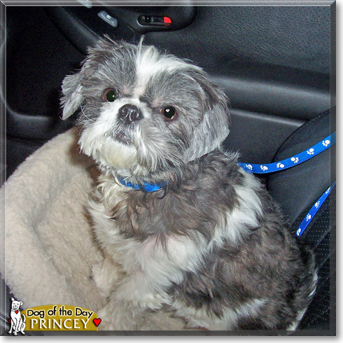 Princey, the Dog of the Day Princey, the Dog of the Day