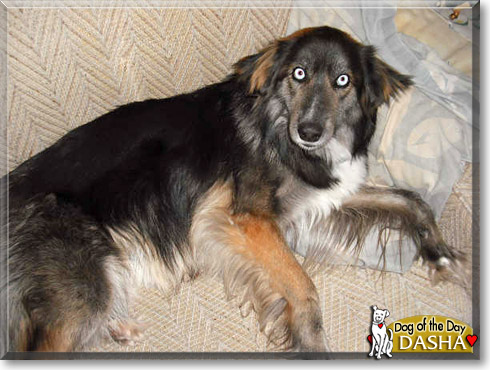 Dasha, the Dog of the Day
