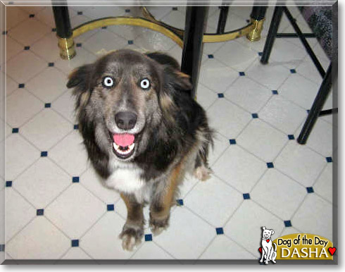 Dasha, the Dog of the Day