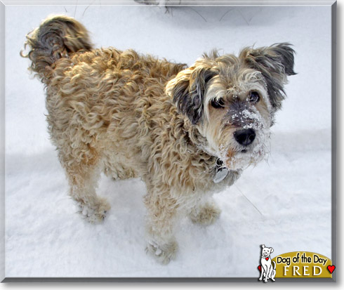Fred, the Dog of the Day