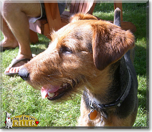 Keller, the Dog of the Day