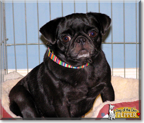 Pepper, the Dog of the Day Pepper, the Dog of the Day