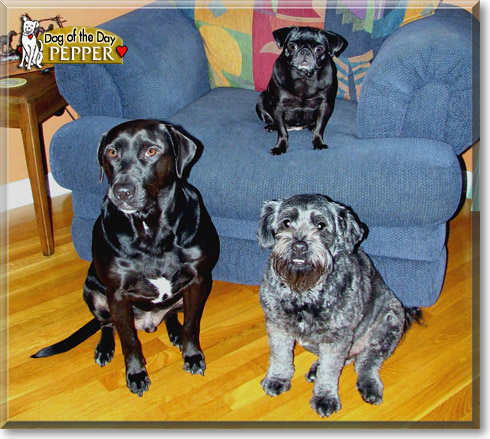 Pepper, the Dog of the Day Pepper, the Dog of the Day