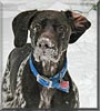Otto