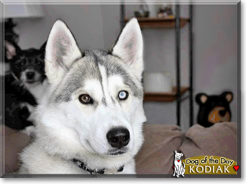Kodiak, the Dog of the Day