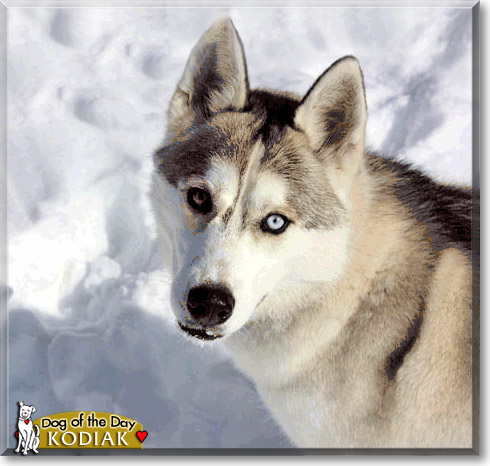 Kodiak, the Dog of the Day