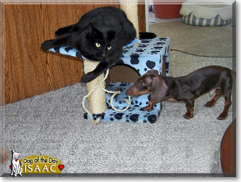 Isaac, the Dog of the Day