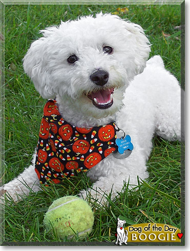 Boogie, the Dog of the Day Boogie, the Dog of the Day
