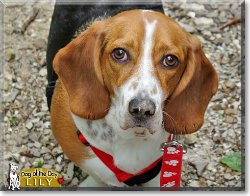 Lily, the Dog of the Day