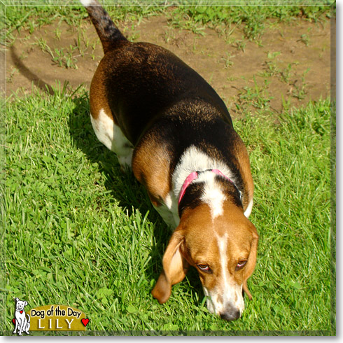 Lily, the Dog of the Day