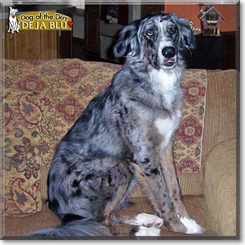 Deja Blu, the Dog of the Day