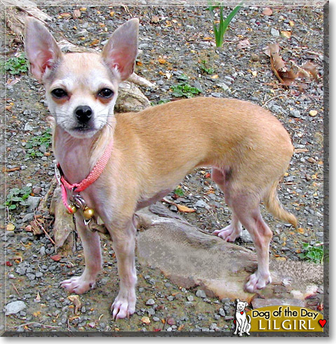 LilGirl, the Dog of the Day LilGirl, the Dog of the Day