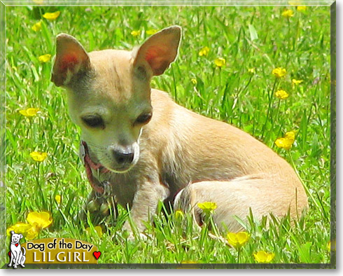 LilGirl, the Dog of the Day LilGirl, the Dog of the Day