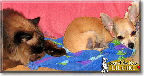 LilGirl, the Dog of the Day LilGirl, the Dog of the Day