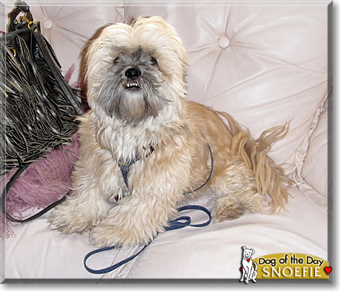 Snoefie, the Dog of the Day