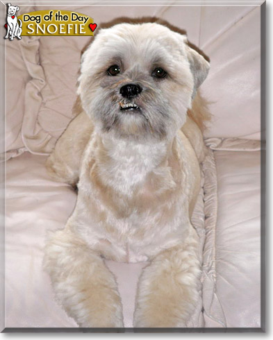 Snoefie, the Dog of the Day