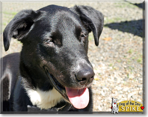 Spike, the Dog of the Day Spike, the Dog of the Day