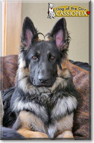 Cassiopeia, the Dog of the Day