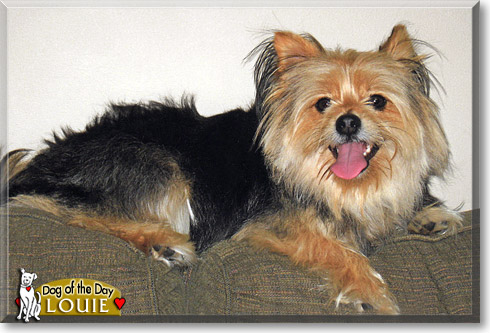 Louie, the Dog of the Day Louie, the Dog of the Day