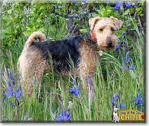 Chipie, the Dog of the Day
