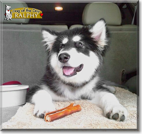 Ralphy, the Dog of the Day Ralphy, the Dog of the Day