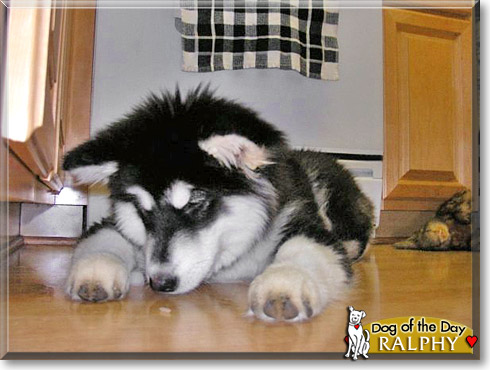 Ralphy, the Dog of the Day Ralphy, the Dog of the Day