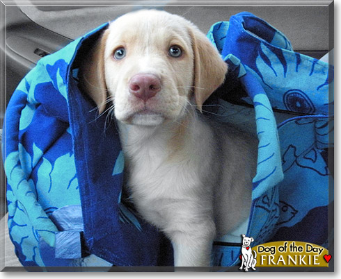 Frankie, the Dog of the Day